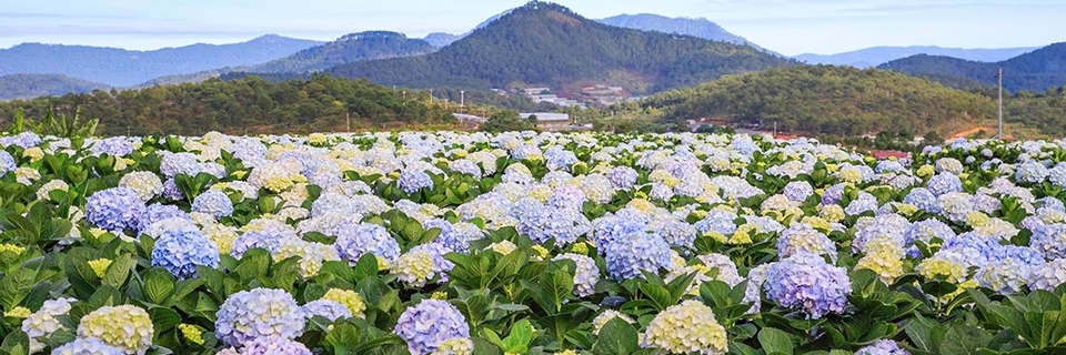 Cánh Đồng Hoa Cẩm Tú Cầu Đà Lạt