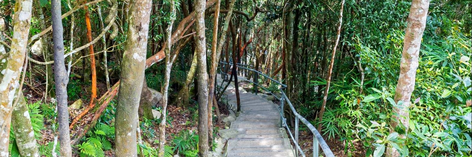 Khu rừng Skytrail (Skytrail Jungle )