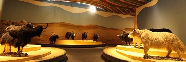Bảo tàng Yak của Tây Tạng (Yak Museum of Tibet)