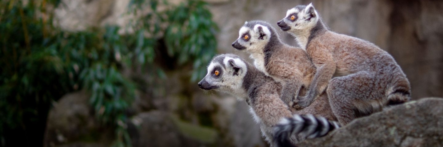 Sở thú tại Linz (Zoo Linz)