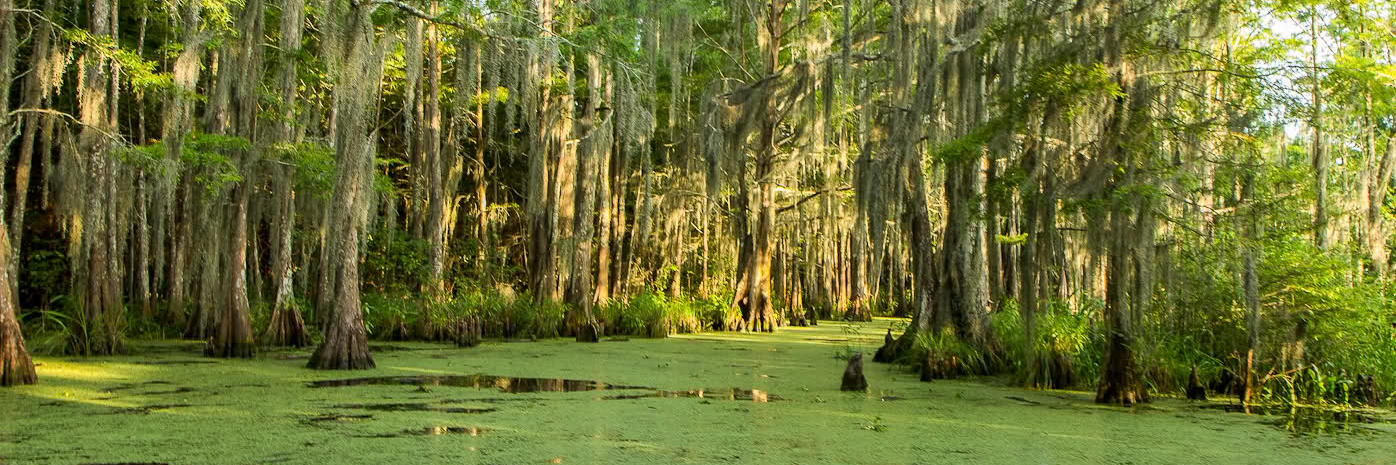 Đầm lầy Honey Island (Honey Island Swamp)