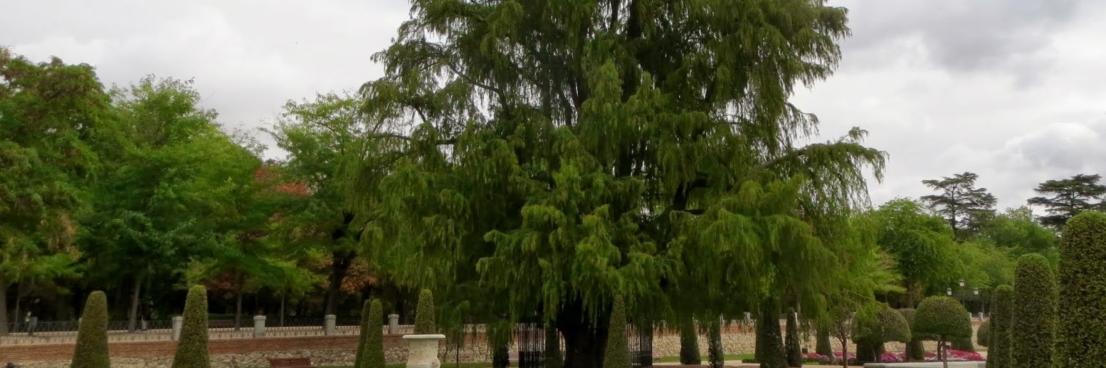 Cây lâu năm nhất Madrid (Madrid’s Oldest Tree)