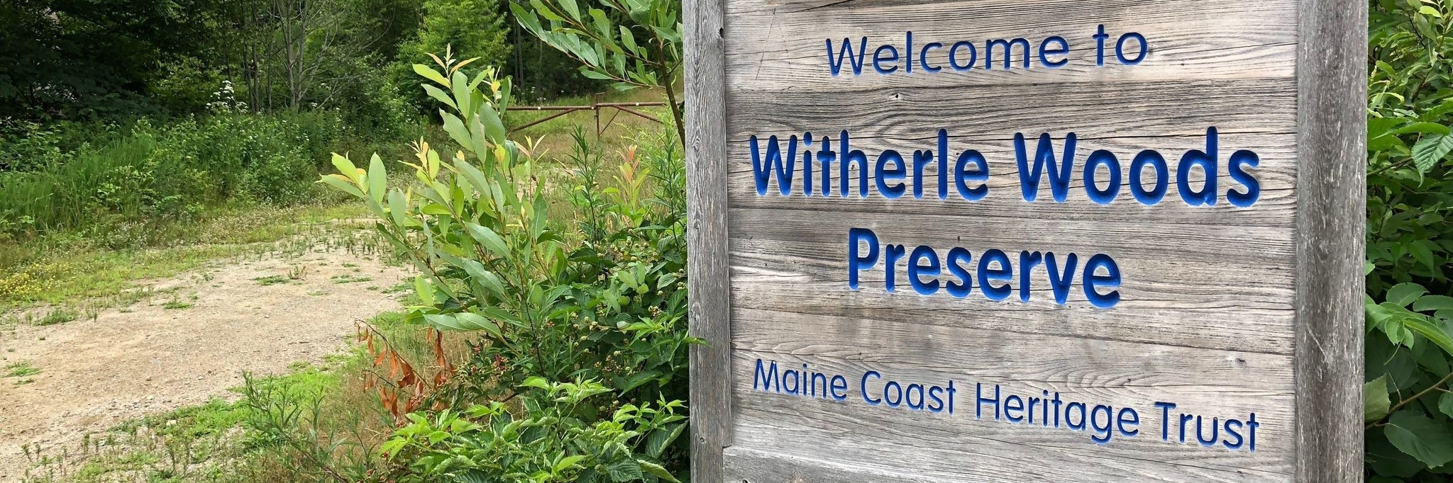 Khu rừng Witherle (Witherle Woods)
