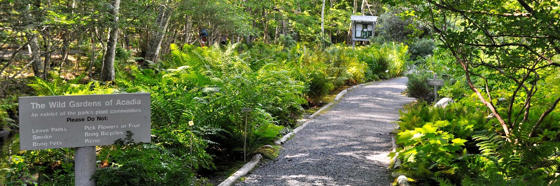 Khu vườn hoang dã của công viên quốc gia Acadia (Wild Gardens of Acadia)