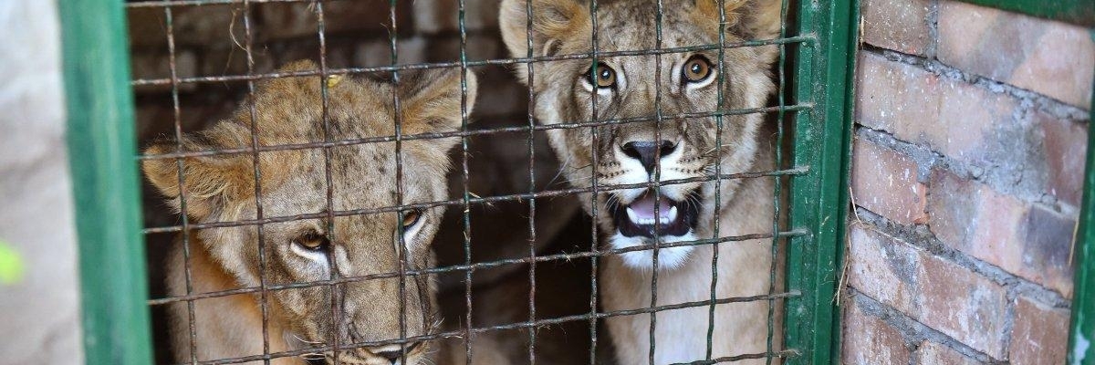Sở thú Mariupol (Mariupol Zoo)