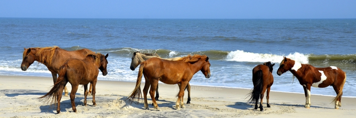 Công viên tiểu bang Assateague (Assateague State Park)