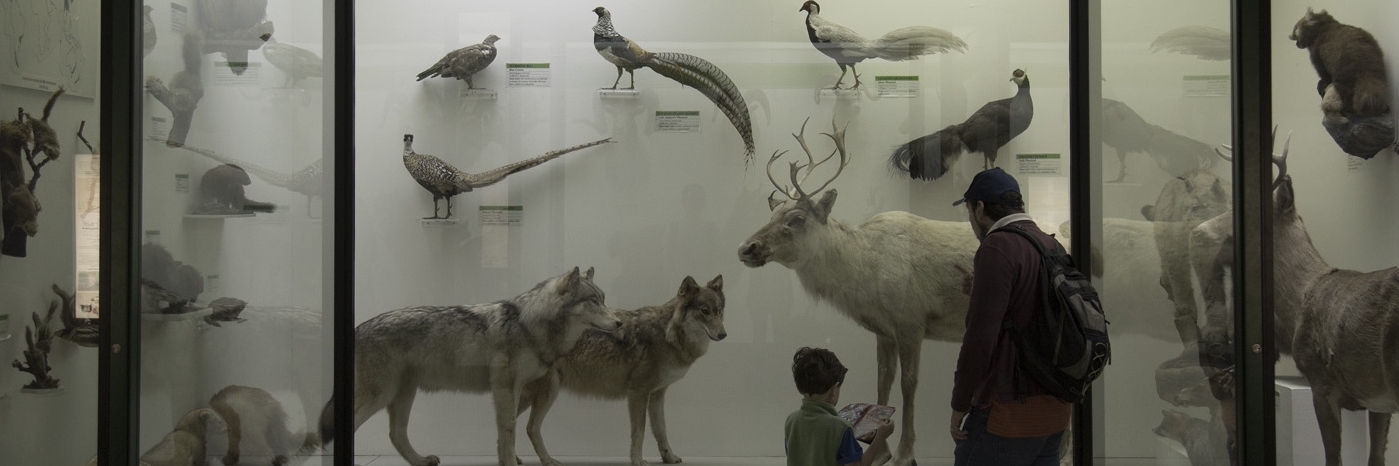 Bảo tàng lịch sử tự nhiên Civico (Museo del Civico di storia naturale)