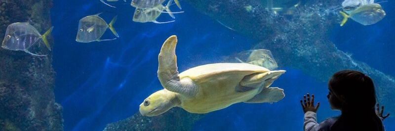Trung tâm Khoa học Thủy sản Oman (Omani Aquarium and Marine Science and Fisheries Centre)