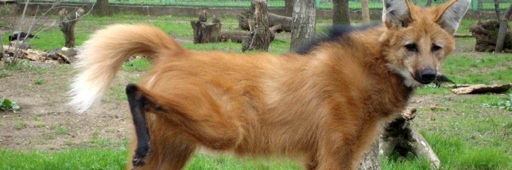 Vườn thú Mykolaiv (Mykolaiv Zoo)