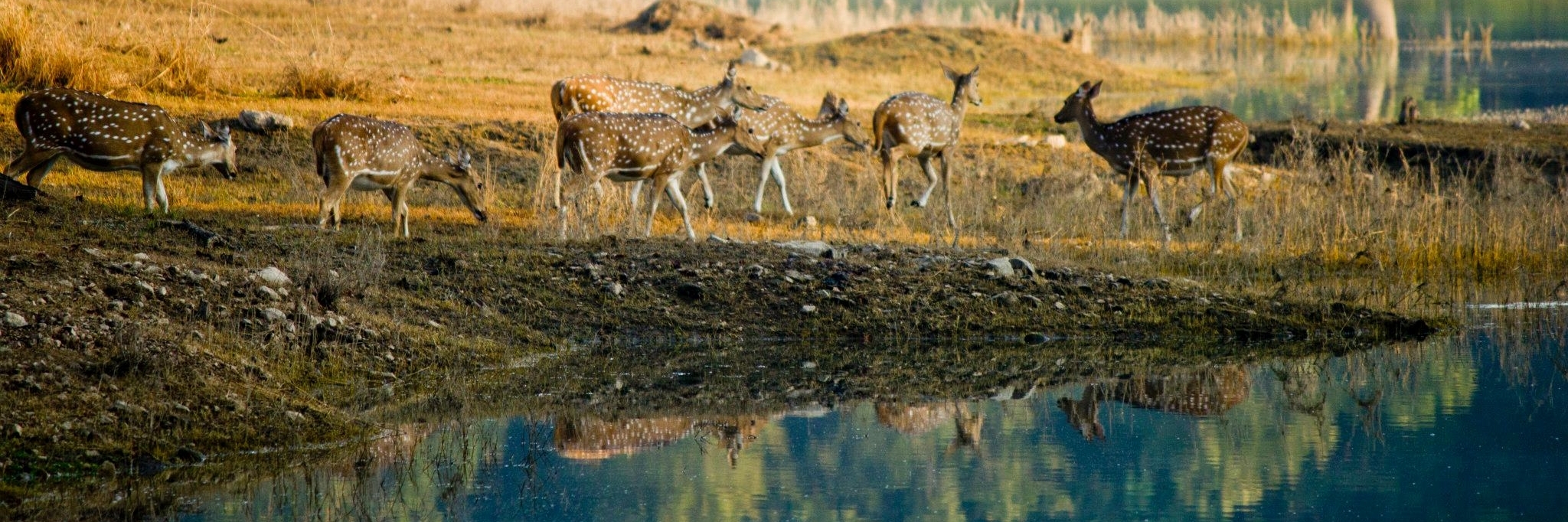 Vườn quốc gia Navegaon (Navegaon National Park) Nagpur, Ấn Độ