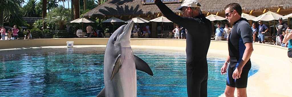 Bể cá heo (Dolphin Bar)