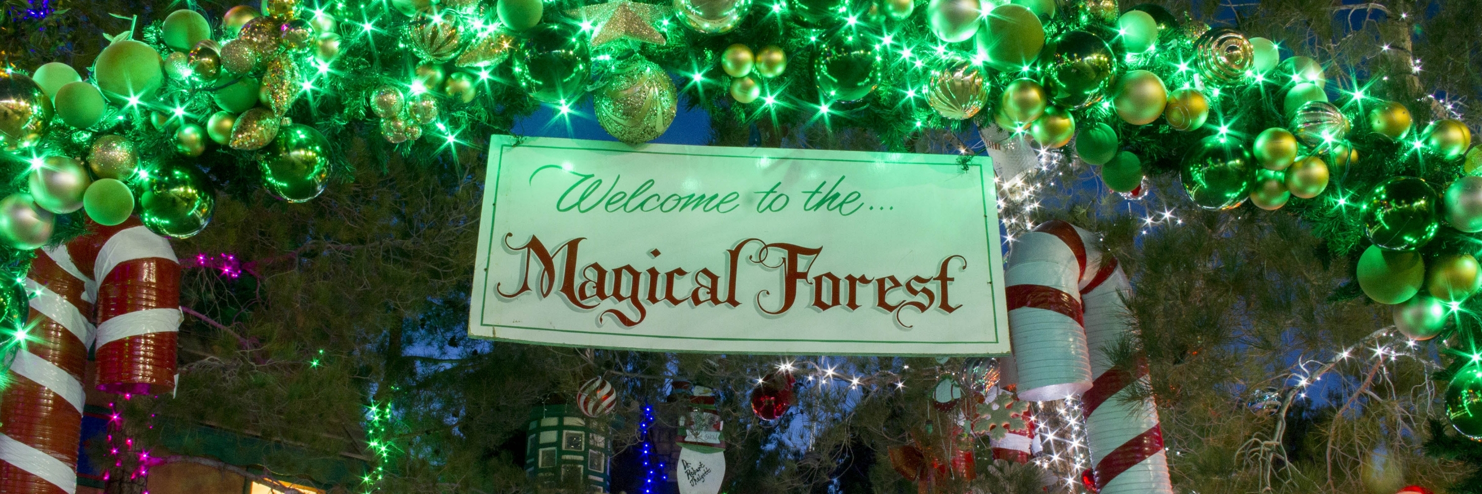 Khu rừng ma thuật (Magical forest)