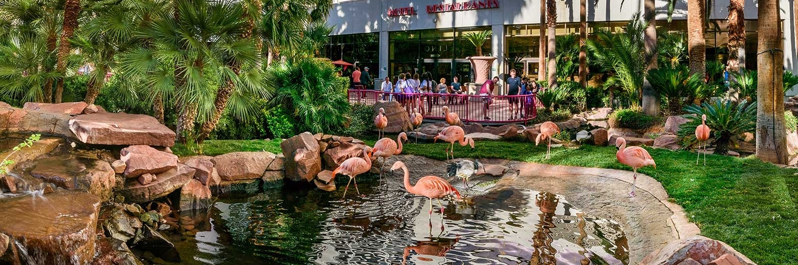 Môi trường sống hoang dã Flamingo (Flamingo Wildlife Habitat)