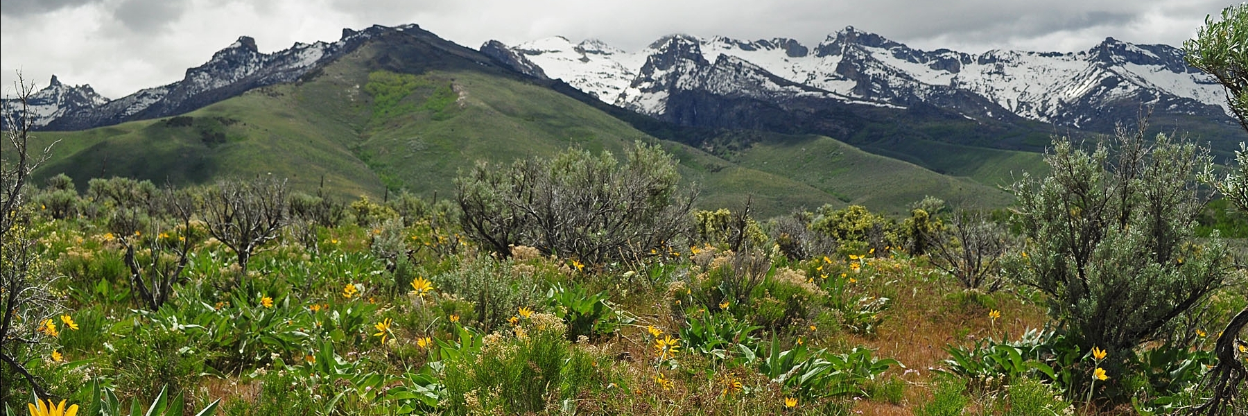 Rừng quốc gia Humboldt-Toiyabe (Humboldt-Toiyabe National Forest)