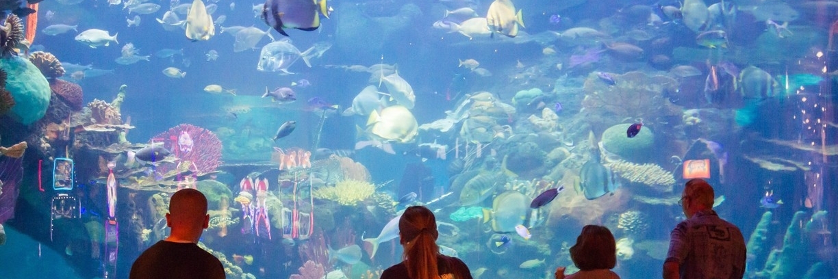 Thuỷ cung Silverton (Silverton Aquarium)