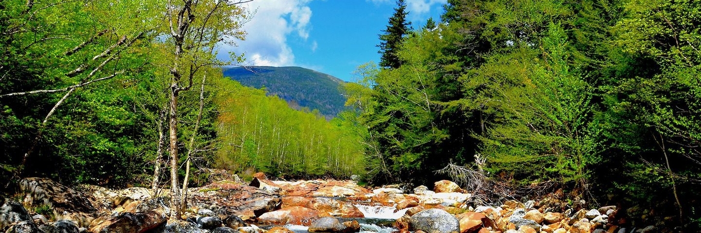 Rừng quốc gia White Mountain (White Mountain National Forest)