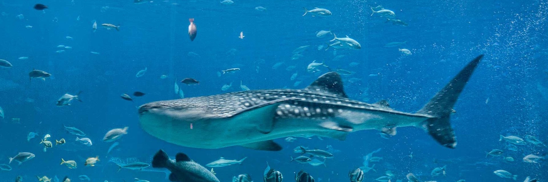Thủy cung Bajio (Acuario del Bajio, Leon)