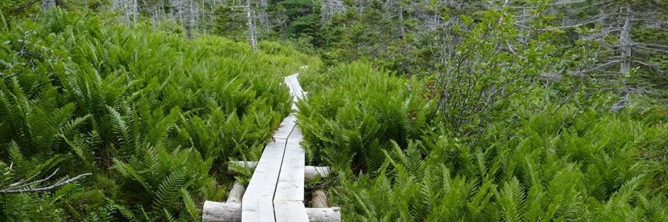 Đường mòn bờ biển phía đông (East Coast Trail)