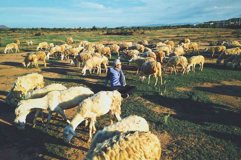 Cùng khám phá địa điểm Đồng cừu An Hòa tại Ninh Thuận - GODY.VN