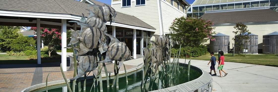 Thủy Cung Bắc Carolina Ở Đảo Roanoke(North Carolina Aquarium on Roanoke Island)