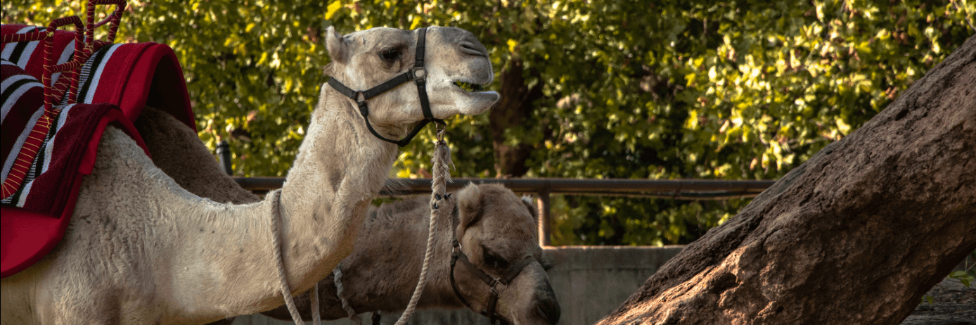 Sở thú và vườn bách thảo thành phố Oklahoma (Oklahoma City Zoo)