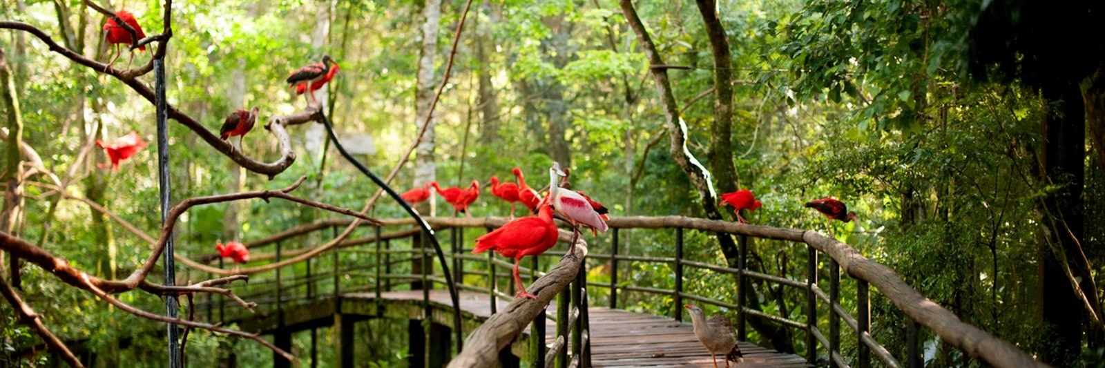 Công viên das Aves (Parque das Aves)