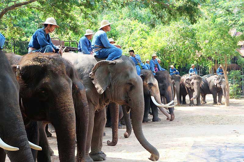 Kết quả hình ảnh cho Pattaya Elephant Village – Làng voi Pattaya
