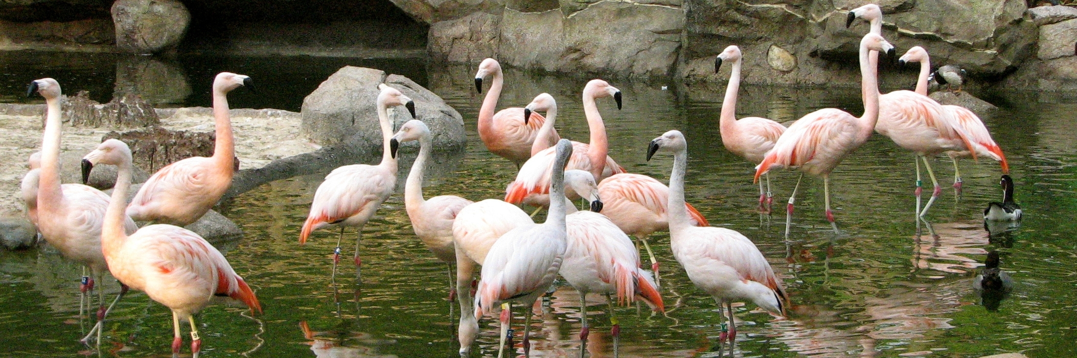 Công viên chim Penang (Penang Bird Park)