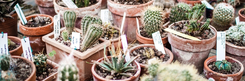 Vườn thảo mộc Pisa (Pisa Botanical Garden/Orto e Museo Botanico)