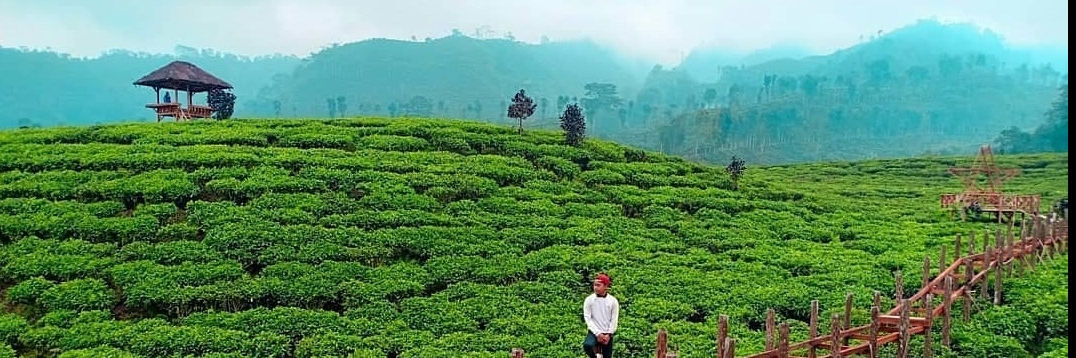 Đồn điền trà Andung Biru (Andung Biru Tea Plantation)