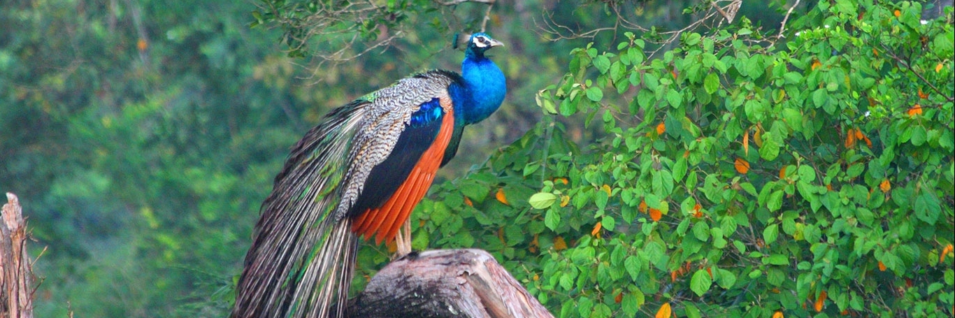 Vườn quốc gia Wilpattu (Wilpattu National Park)