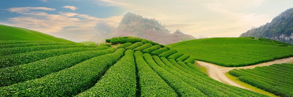 Đồi chè Đồng Giang