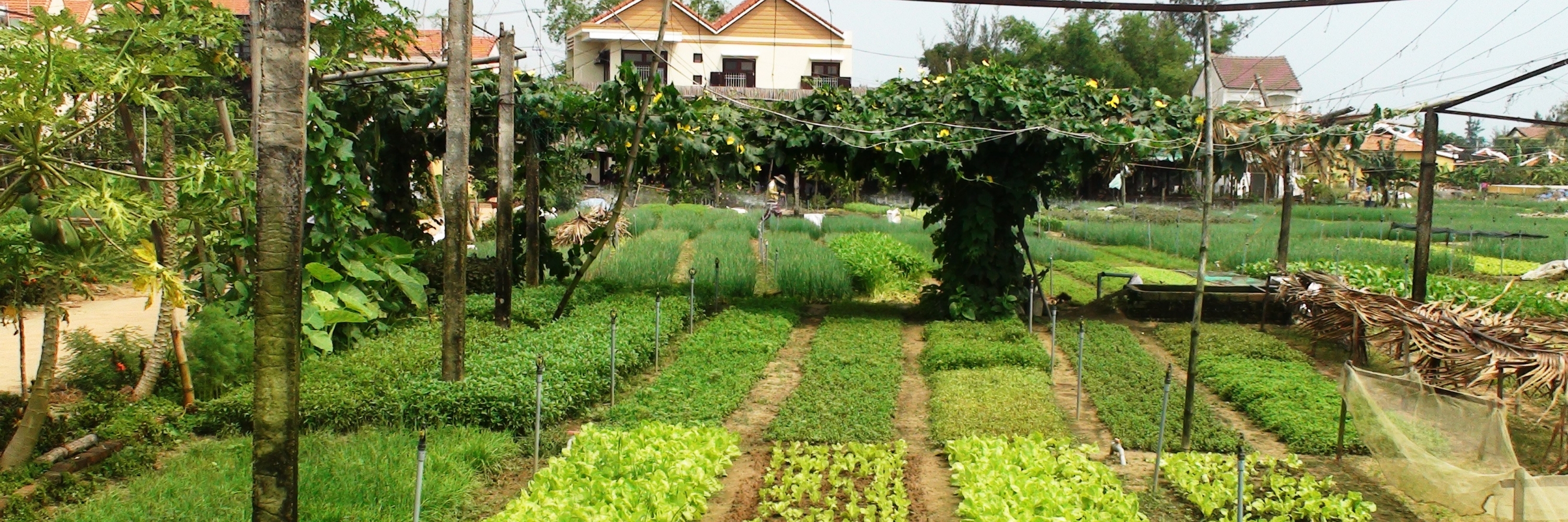 Làng rau Trà Quế - Hội An