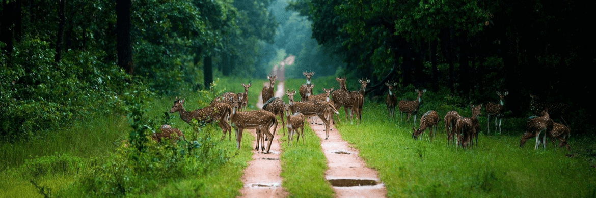 Khu bảo tồn động vật hoang dã Barnawapara (Barnawapara Wildlife Sanctuary)