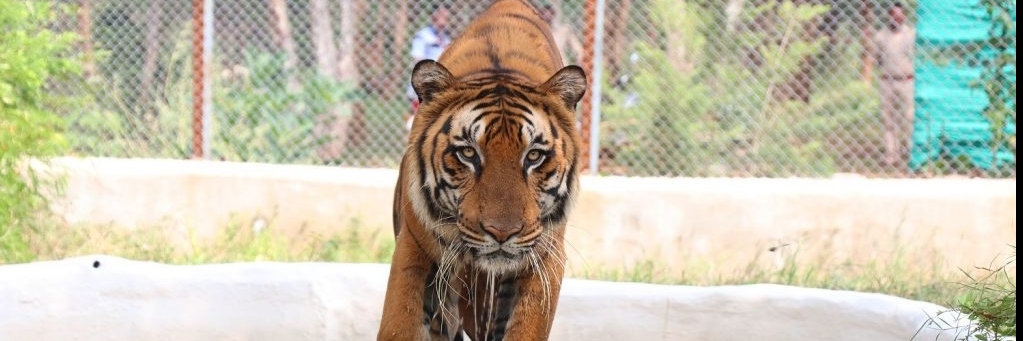 Sở thú và Safari Nandan Van (Nandan Van Zoo & Safari)