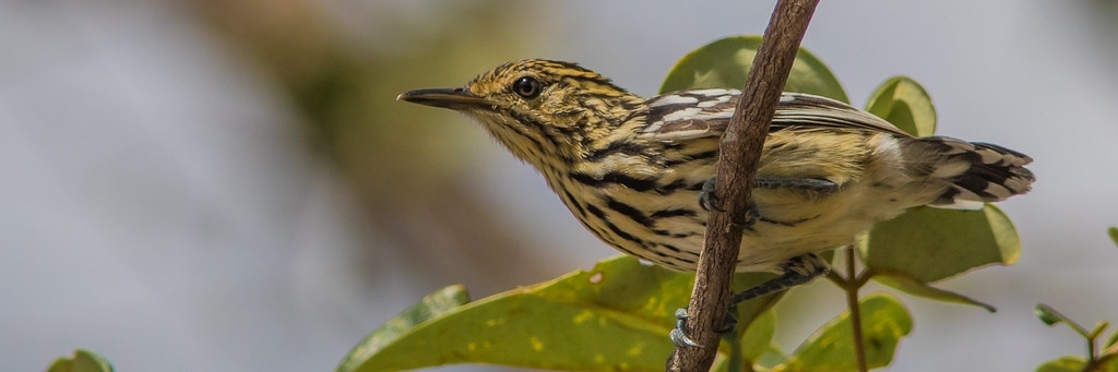 Vườn quốc gia Virua (National Park Virua)