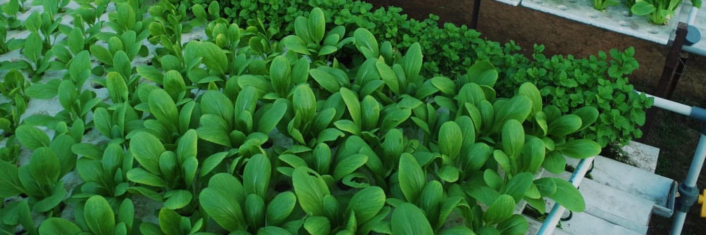 Trang trại thuỷ canh Mama (Hydroponic Mama Farm)
