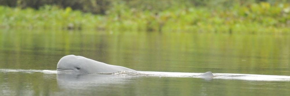 Sông Mahakam (Mahakam River)