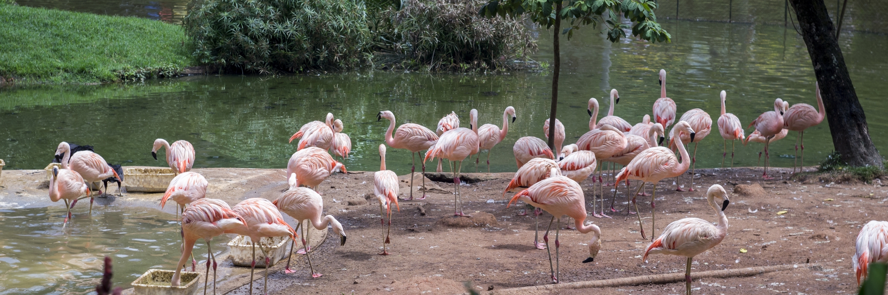 Sở thú São Paulo (Zoologico de Sao Paulo)