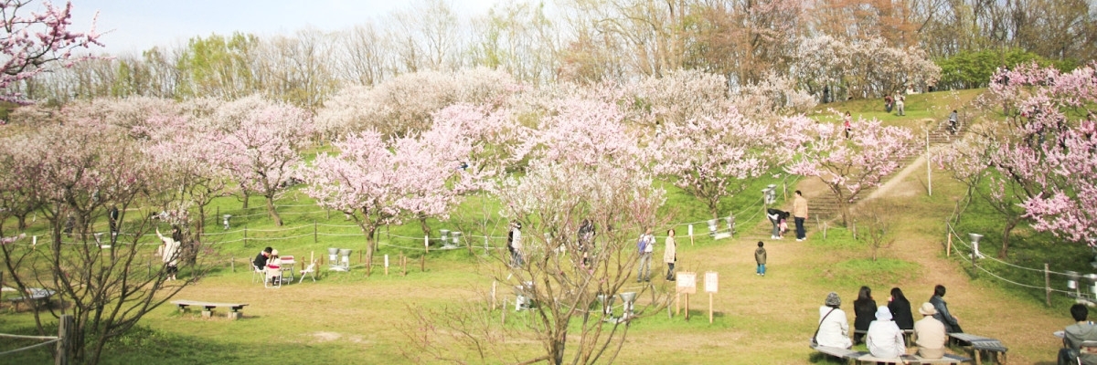Công viên Hiraoka (Hiraoka Park)