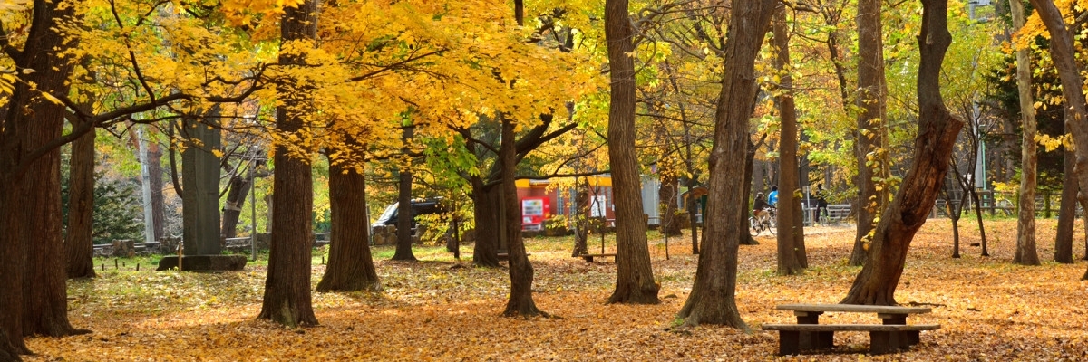 Công viên Maruyama (Maruyama Park)