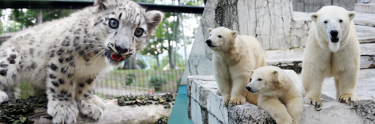 Sở thú Maruyama thuộc thành phố Sapporo (Sapporo City Maruyama Zoo)
