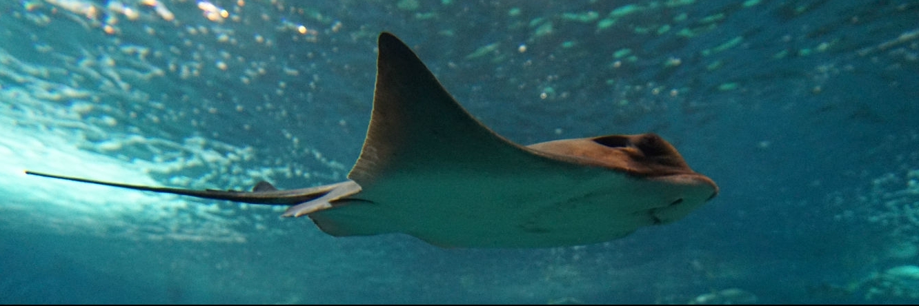 Thuỷ cung Seville (Acuario de Seville)