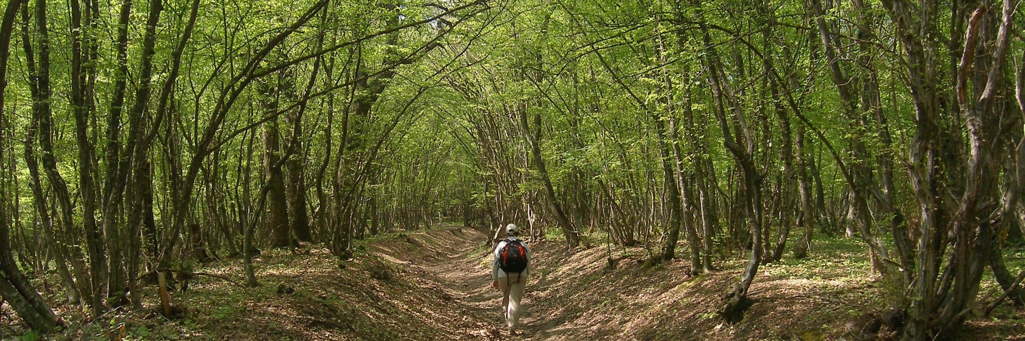 Công viên tự nhiên cao nguyên (Plateau Nature Park)