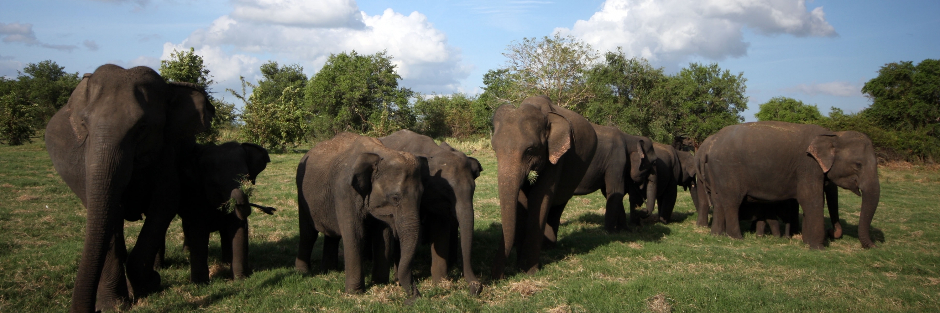 Công Viên Quốc Gia Minneriya (Minneriya National Park) Sigiriya, Sri Lanka