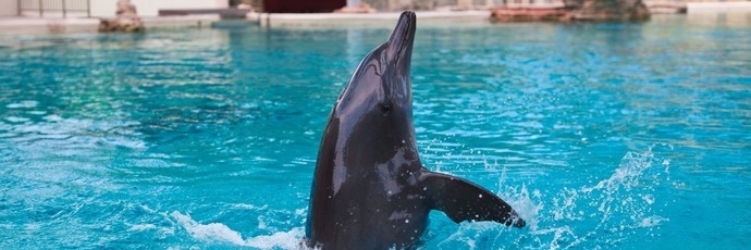 Đảo Dolphin (Dolphin Island Singapore)