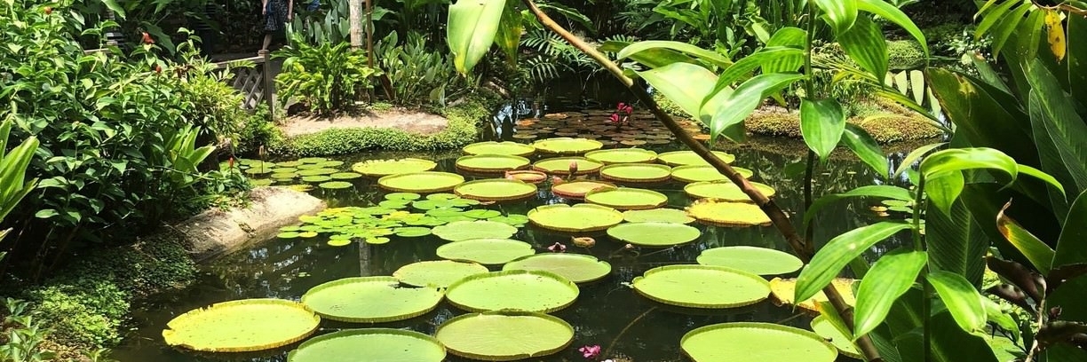 Vườn gừng (Ginger Garden)
