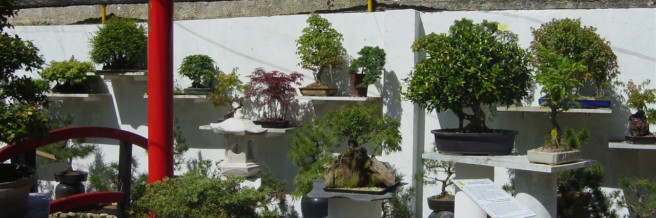 Bảo tàng Bonsai (Bonsai Museum)