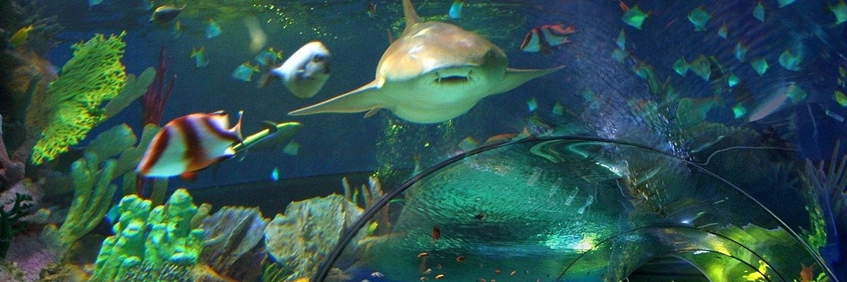 Sochi Discovery World Aquarium