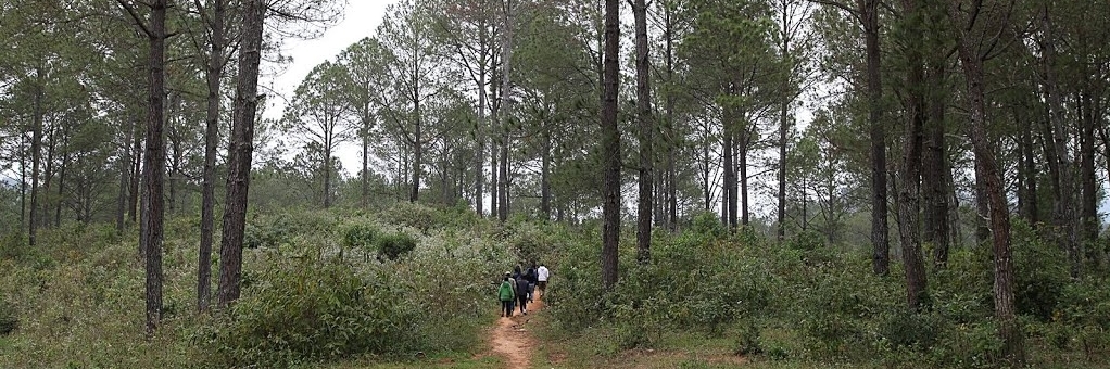 Rừng thông Noong Cốp